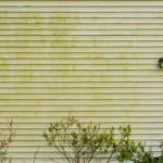 Green algae covering the side of a home with yellow vinyl siding
